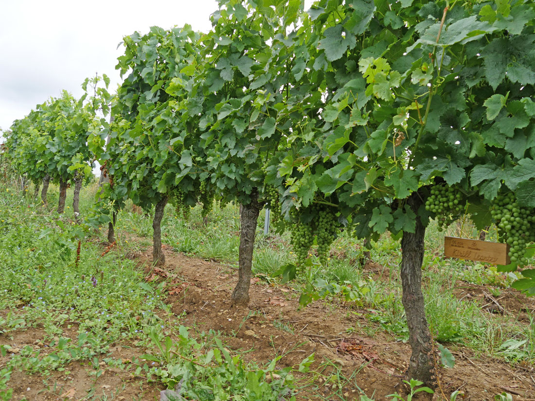 Виноградник на урожай